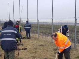 campanie plantare copaci Moara