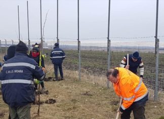 campanie plantare copaci Moara