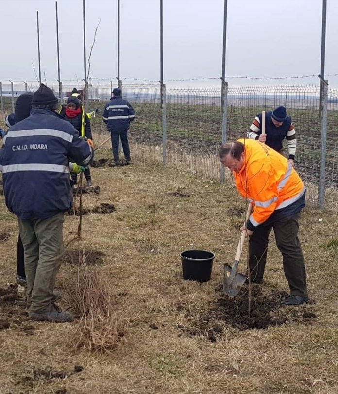 campanie plantare copaci Moara