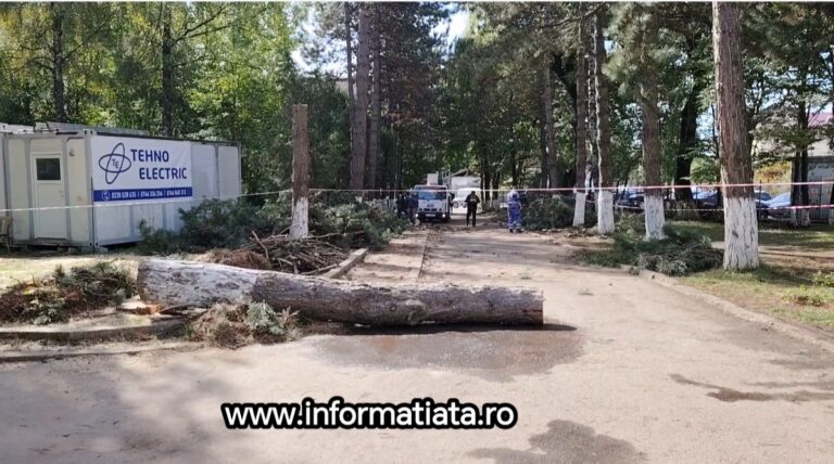 copac căzut în curtea Direcției Prot Copil Sv