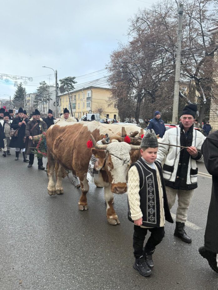 plugușor pe străzile Sucevei